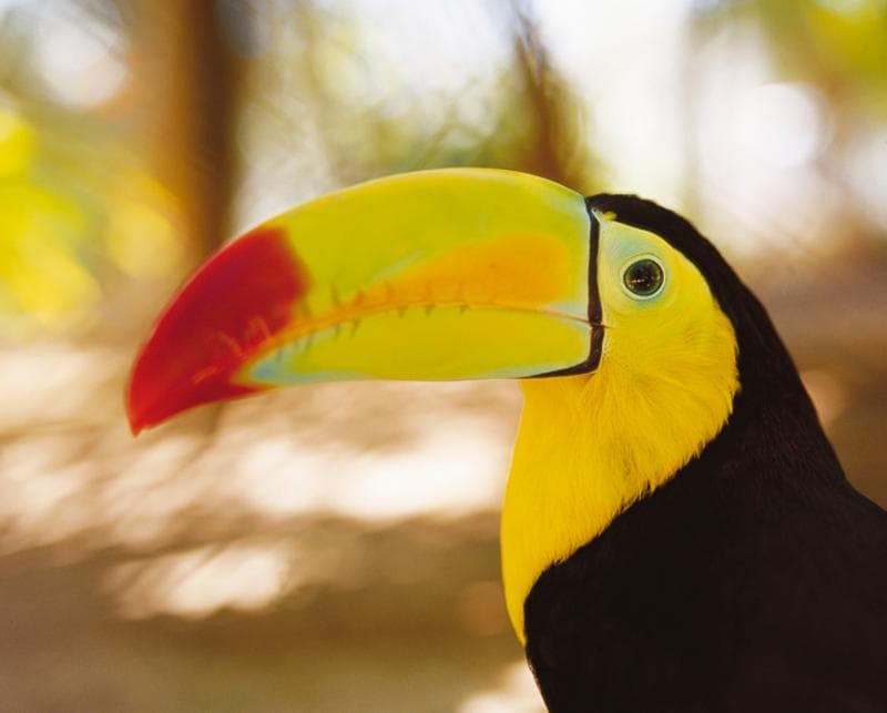 Xcaret Plus + Xplor Fuego en un día